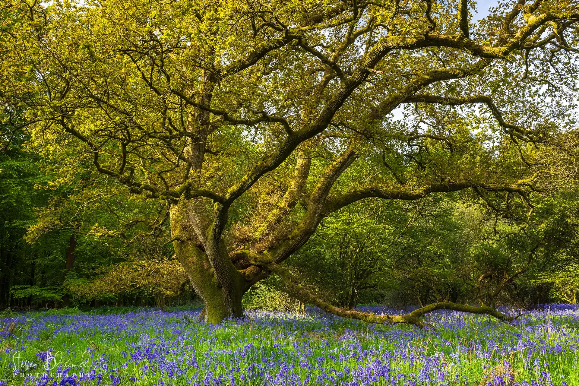 Bluebell Woods 3  Dorset / UK