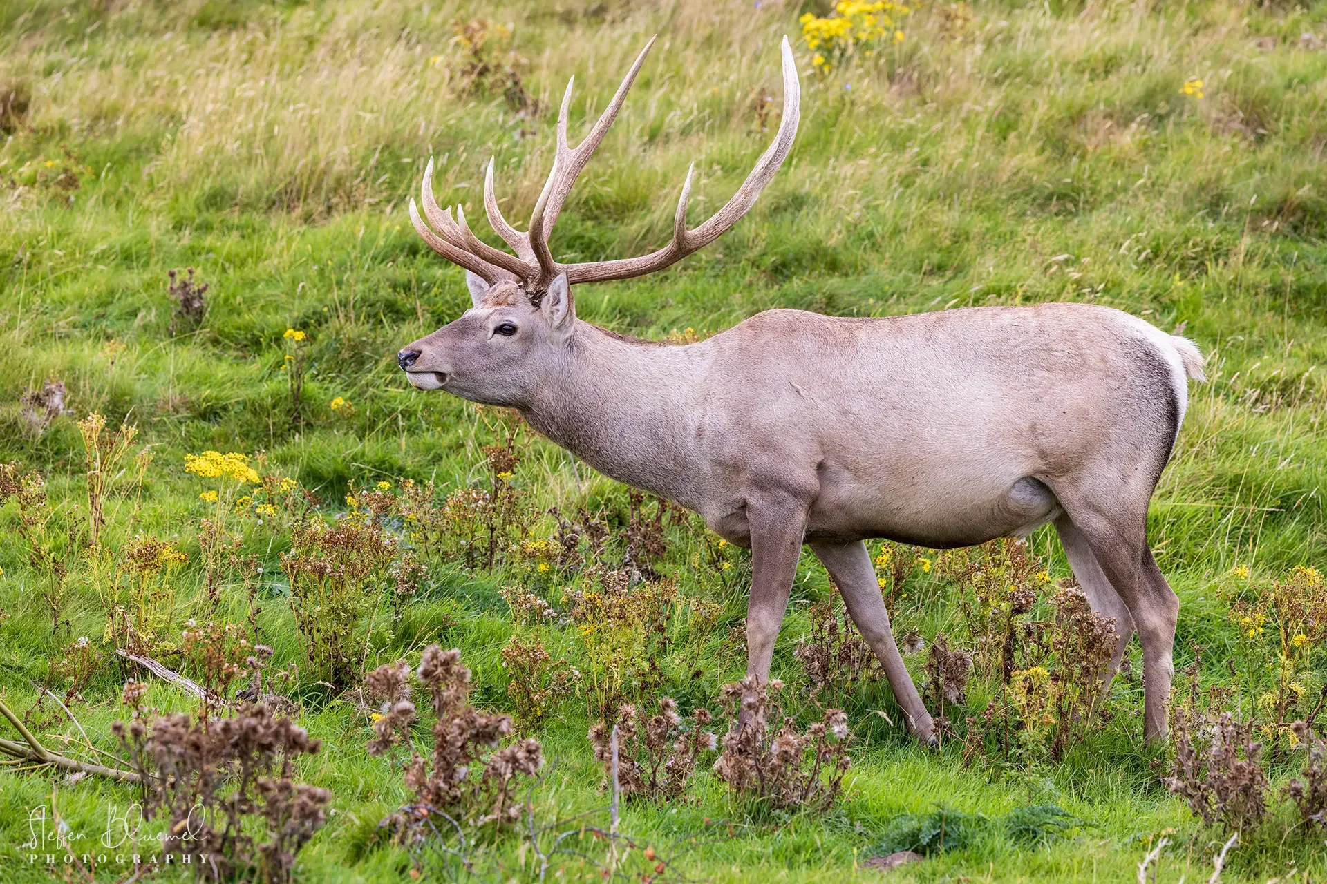 Rotwild Kitz  Highland Wildlife Park