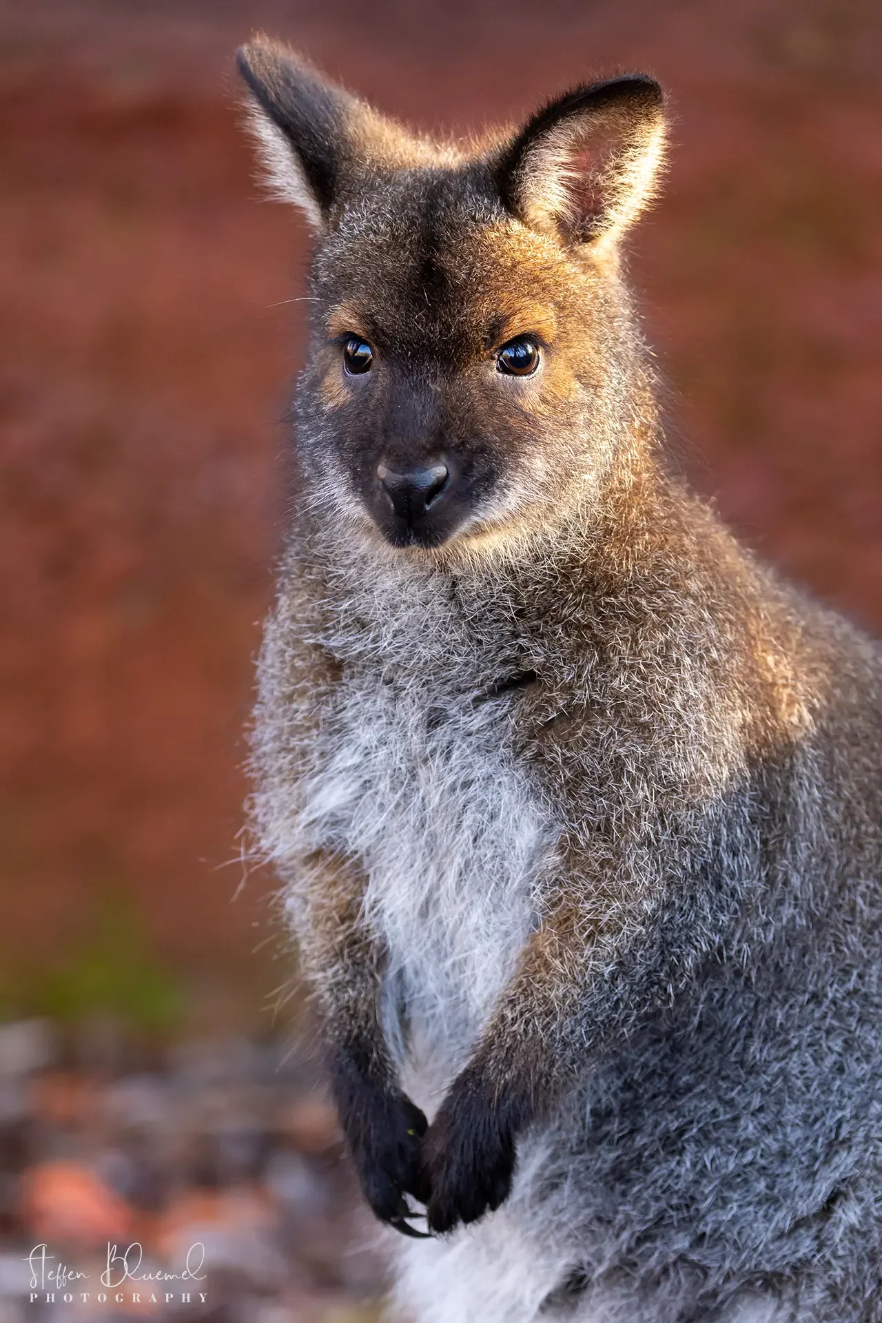 Bennett-Wallaby  Zoo Zürich