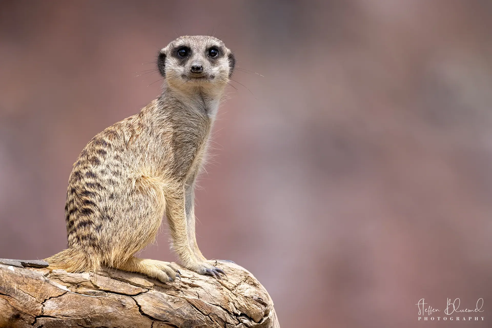 Erdmännchen  Zoo Zürich