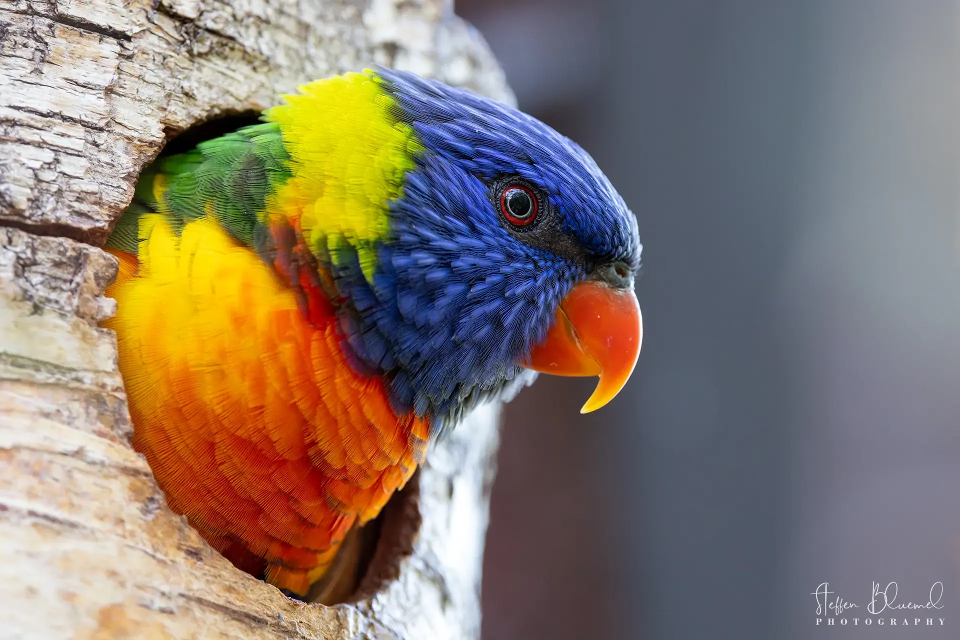 Regenbogenlori  Zoo Zürich