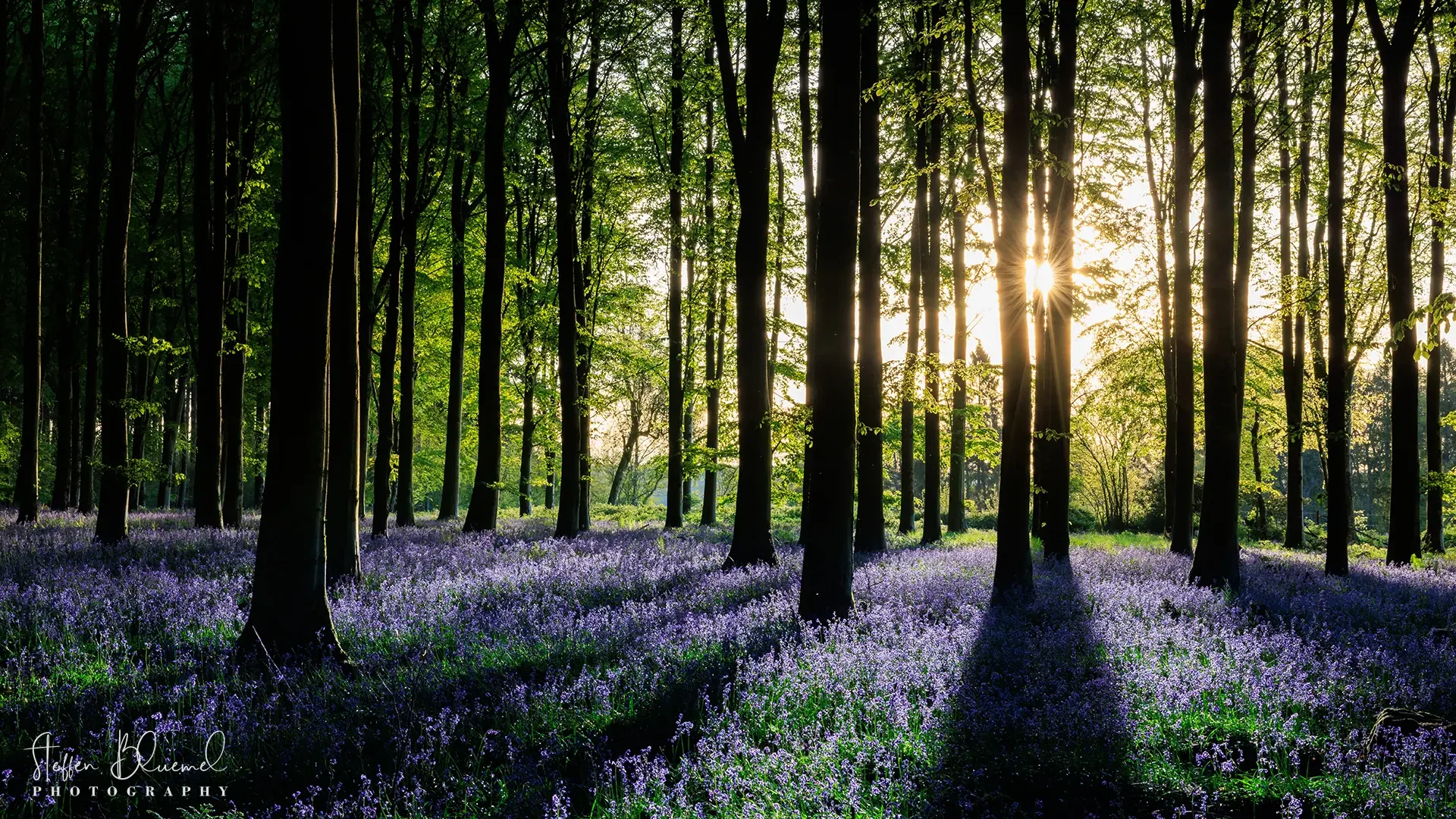 Bluebell Woods 1  Dorset / UK