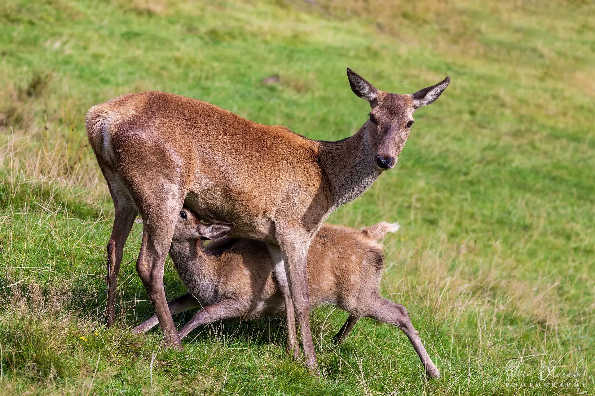 Rotwild Kitz  Highland Wildlife Park