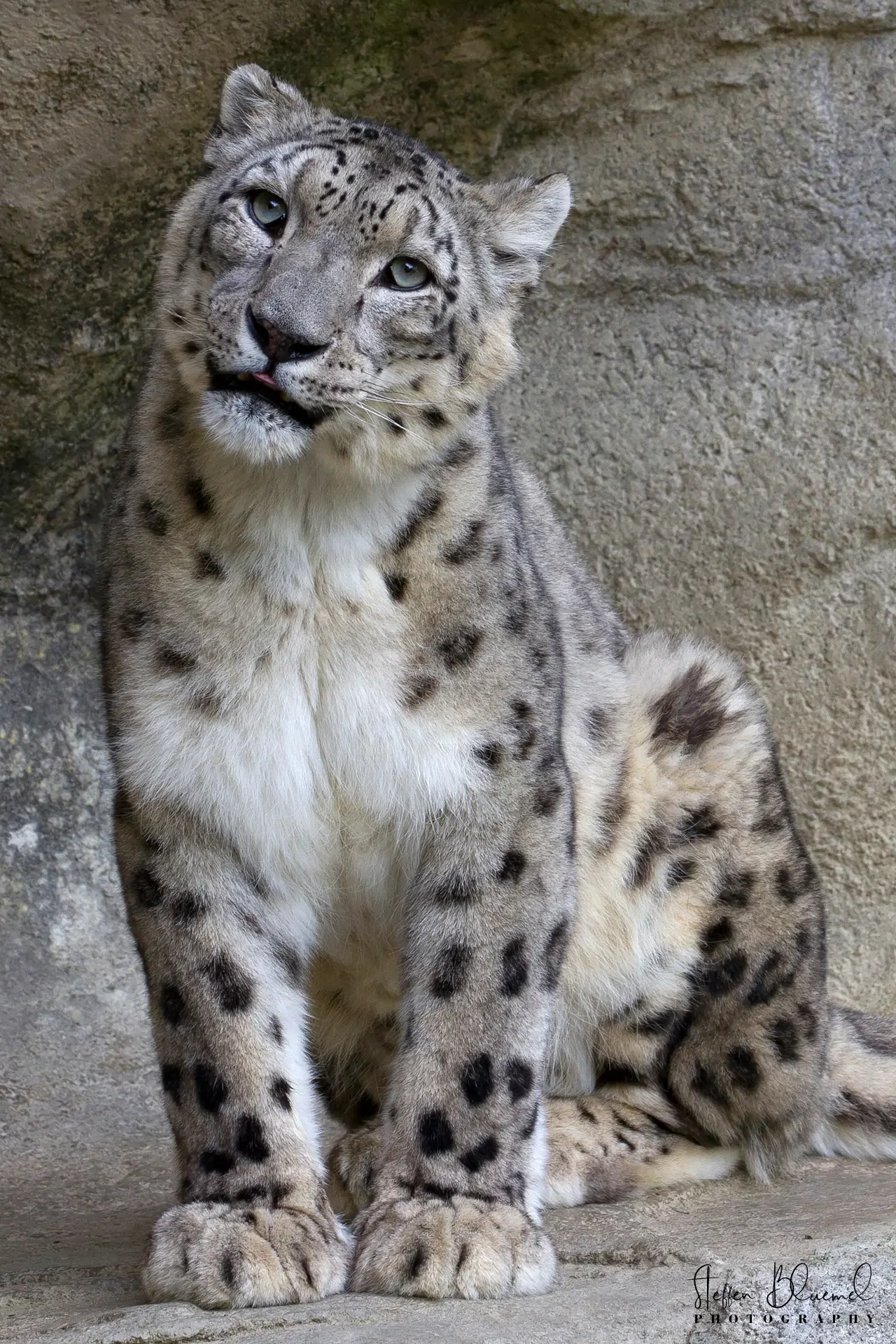 Schneeleopard  Zoo Zürich