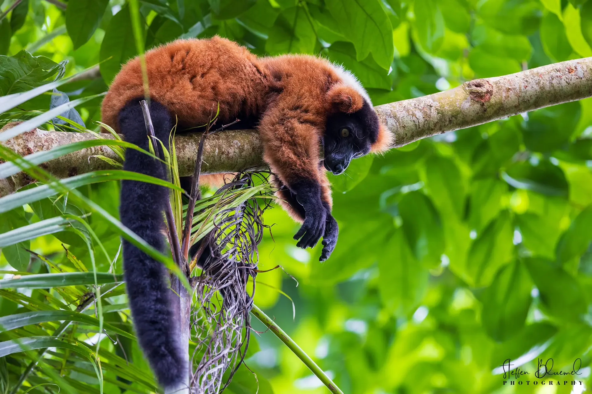 Roter Vari Zoo Zürich