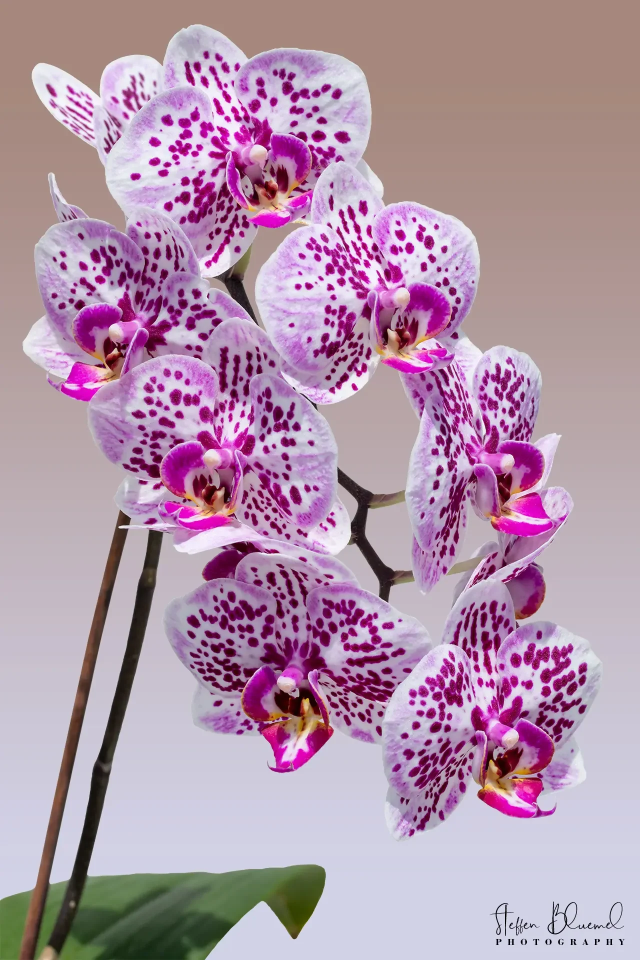Orchideen