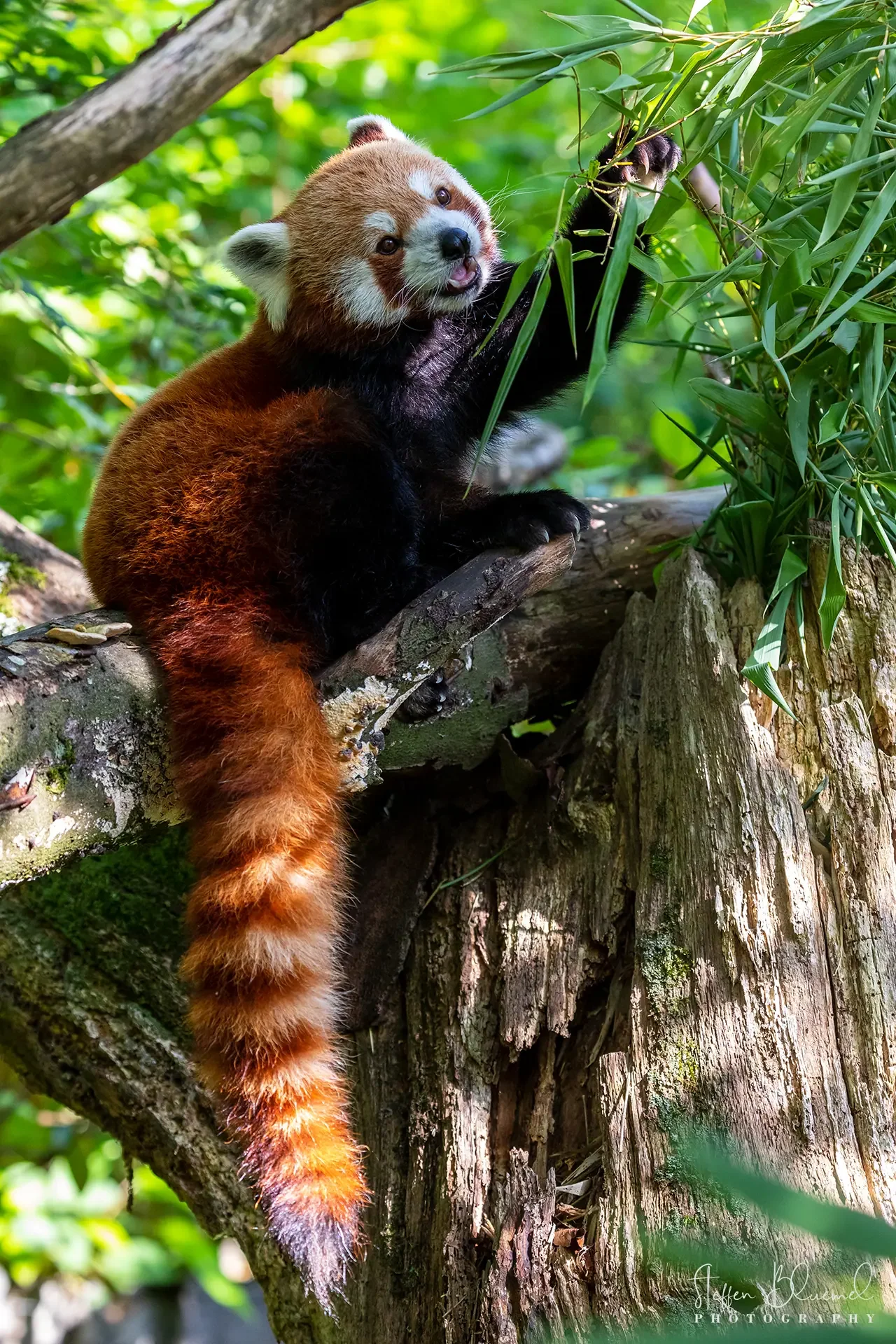 Kleiner Panda  Zoo Zürich