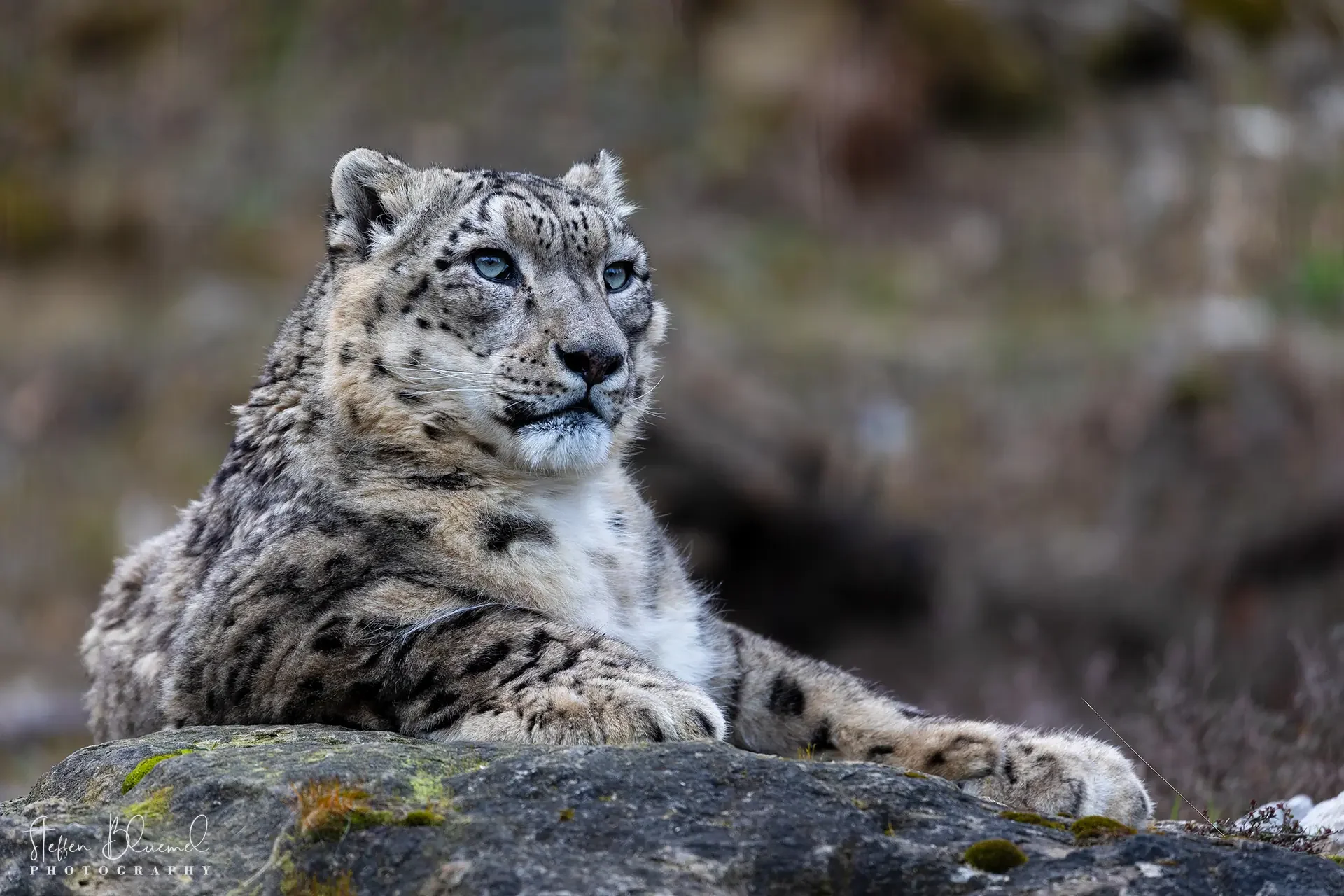 Schneeleopard  Zoo Zürich
