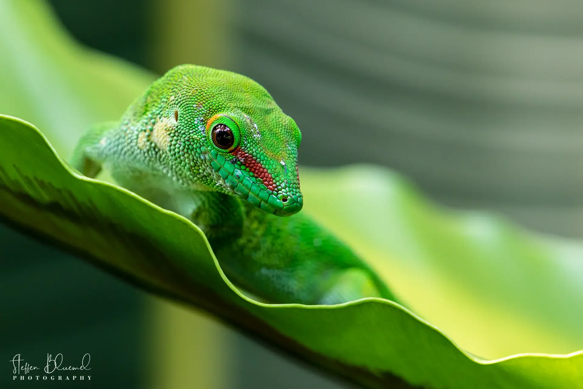 Madagaskar-Taggecko  Zoo Zürich