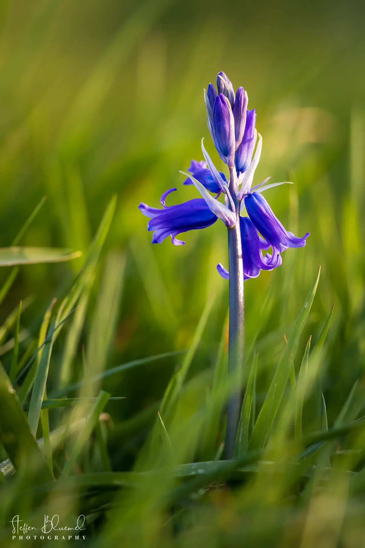 Bluebell  Dorset / UK