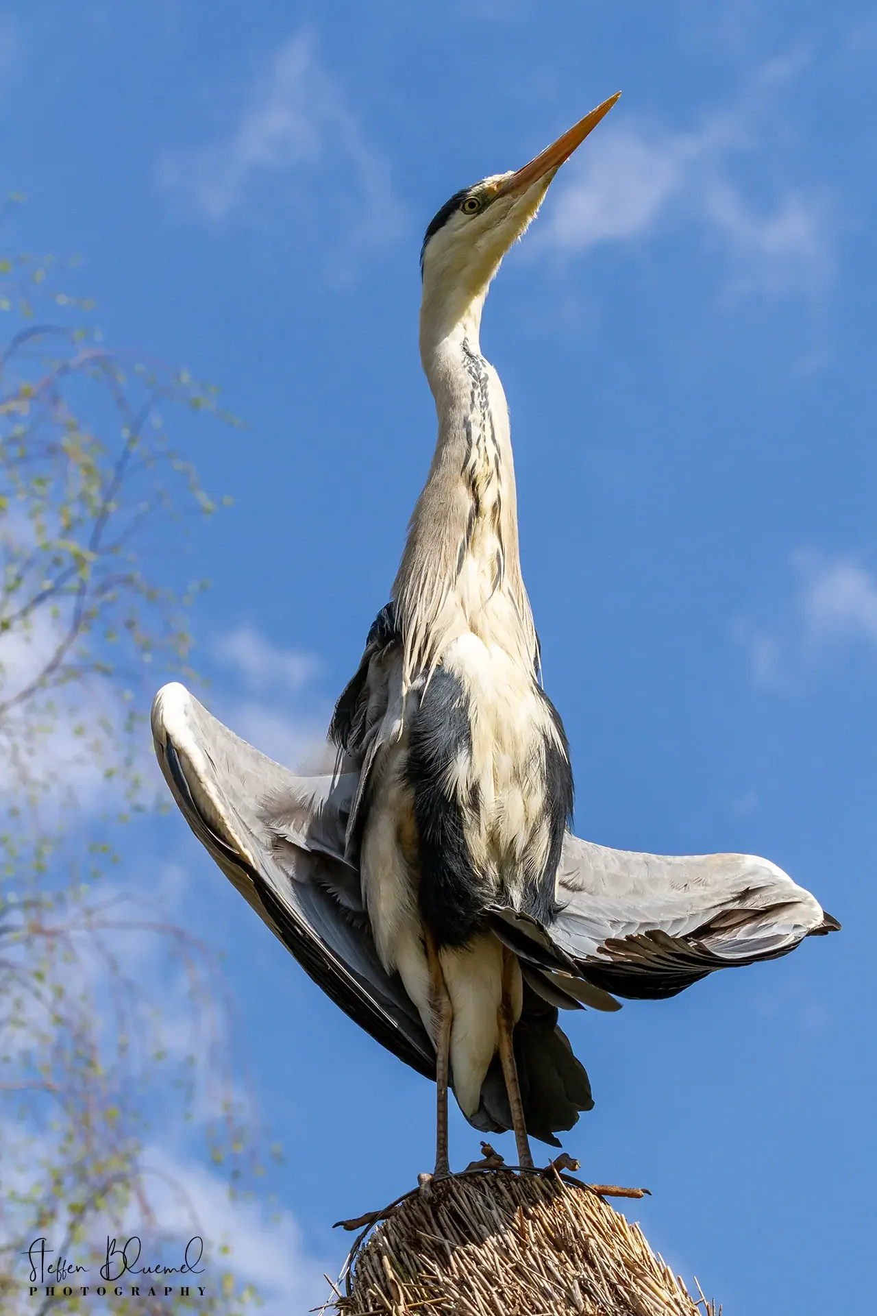 Graureiher Zoo Zürich
