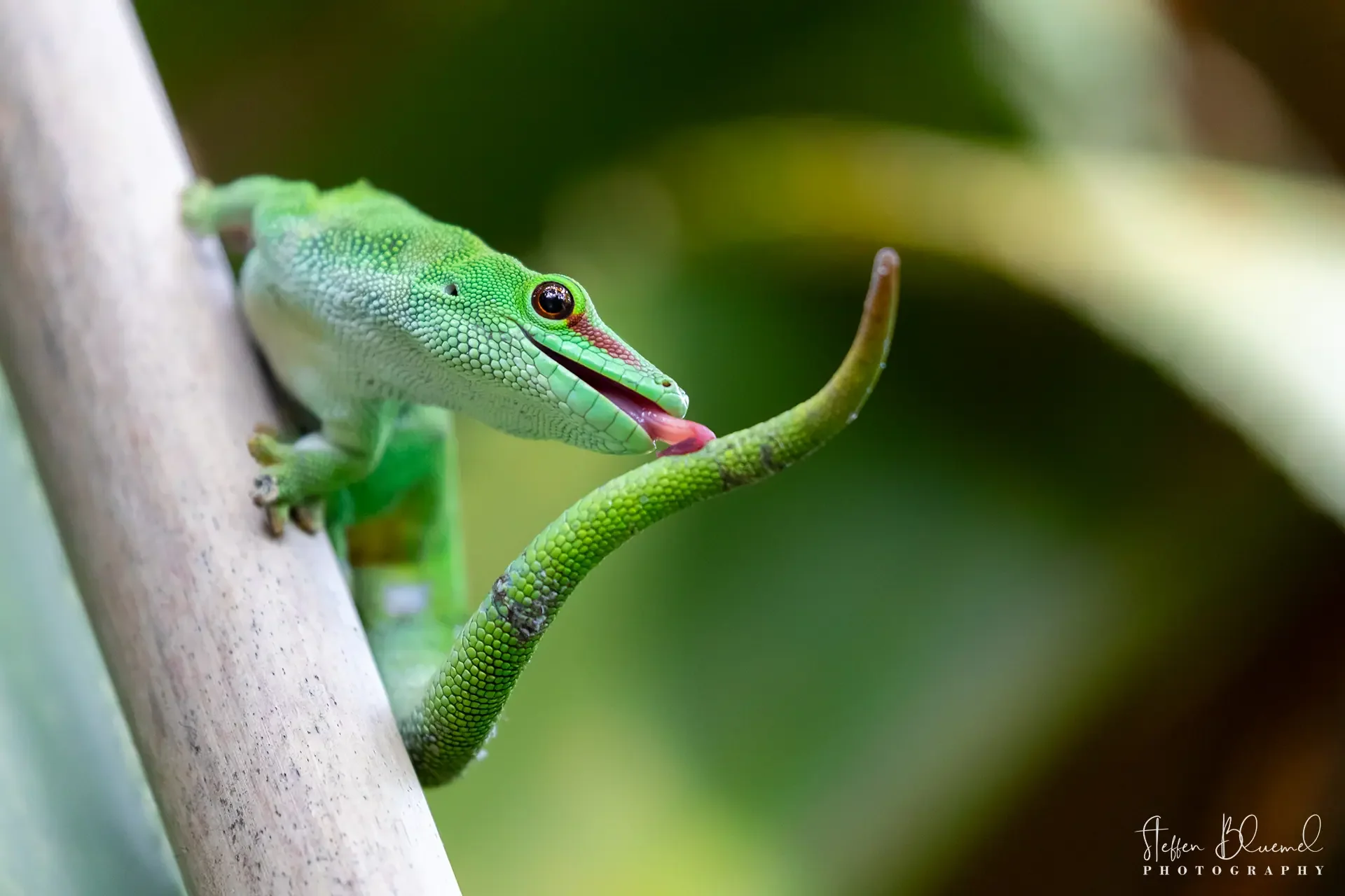 Madagaskar-Taggecko  Zoo Zürich