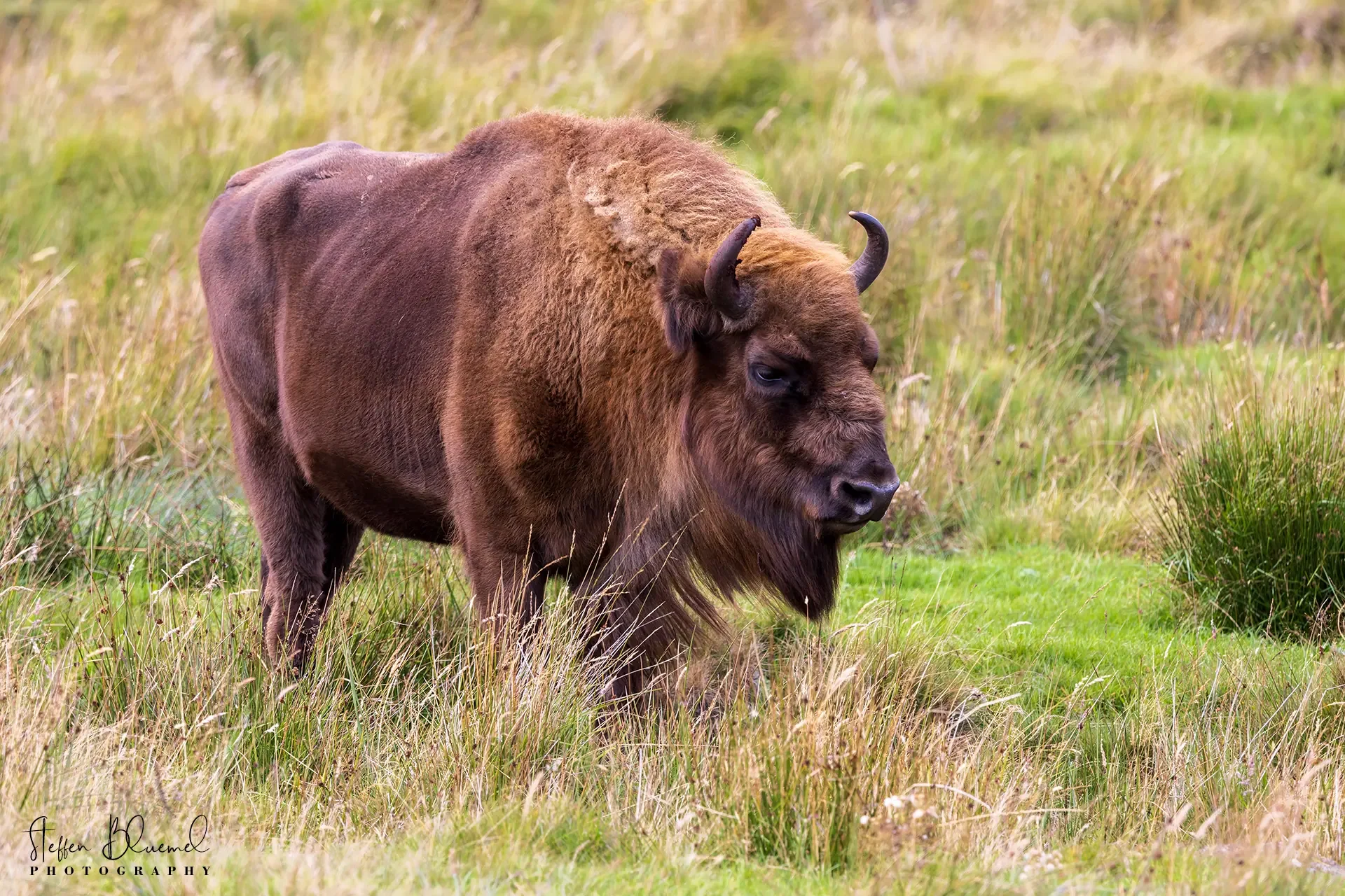 Rotwild Kitz  Highland Wildlife Park