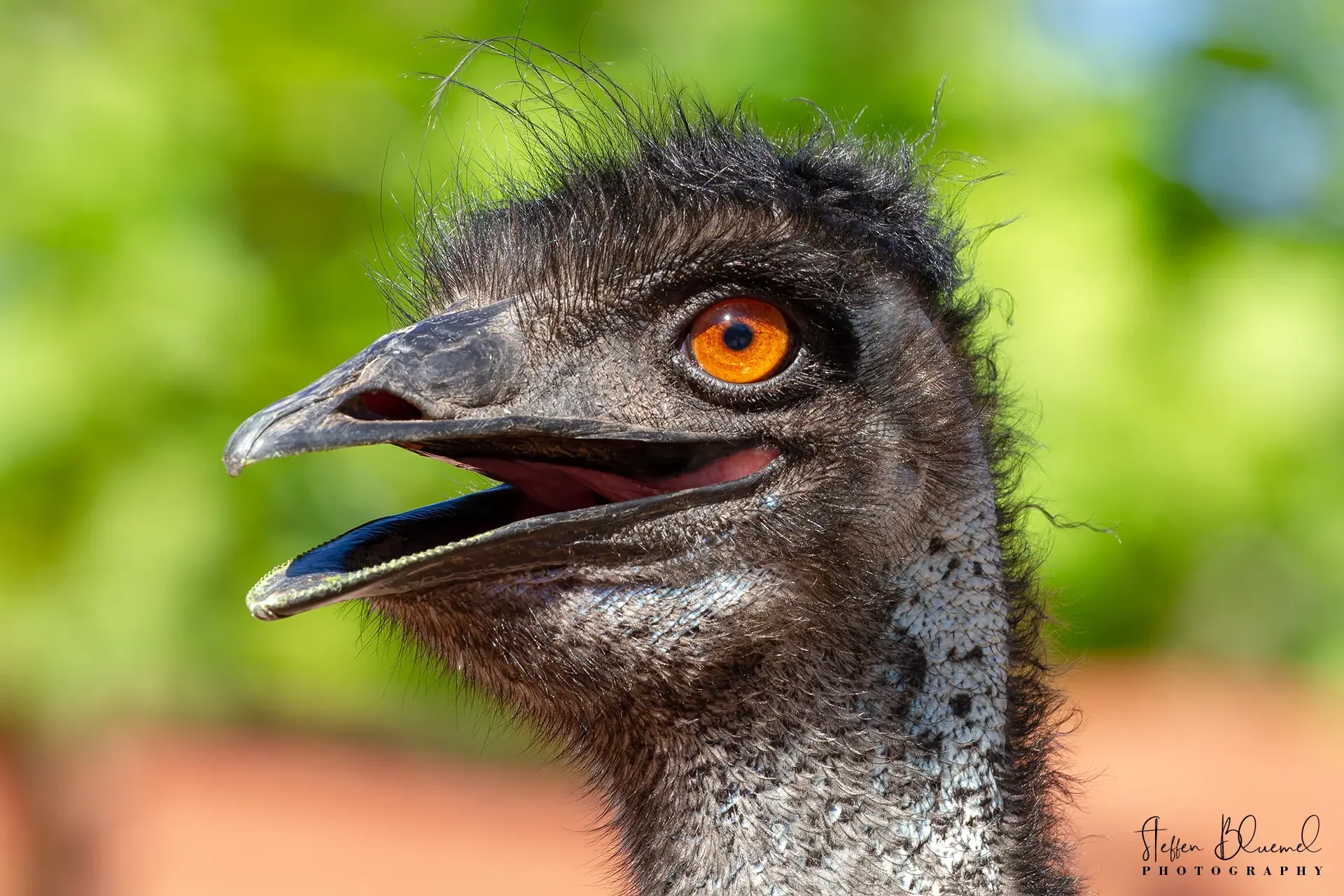 Grosser Emu  Zoo Zürich