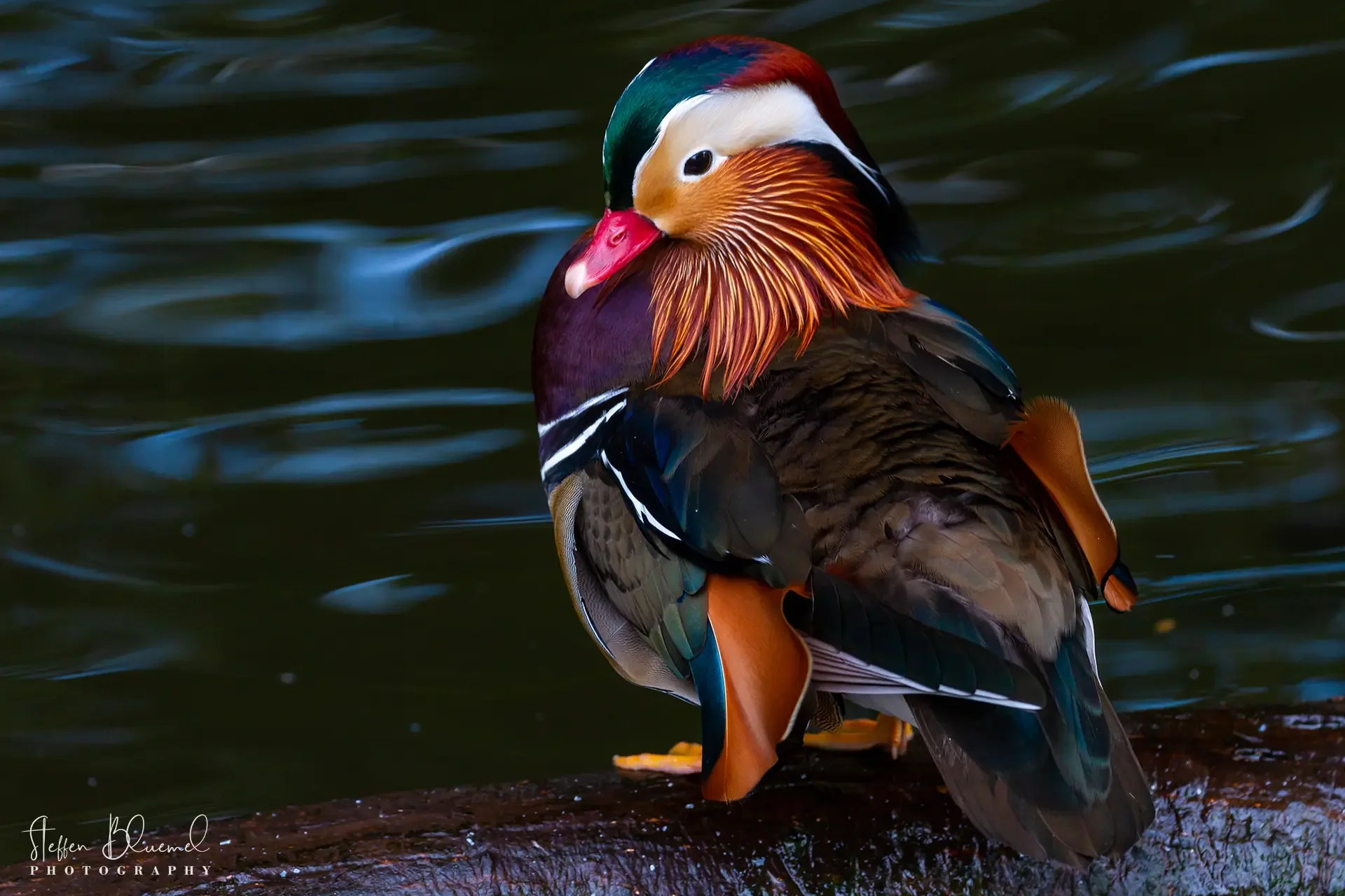 Mandarinente  Zoo Zürich