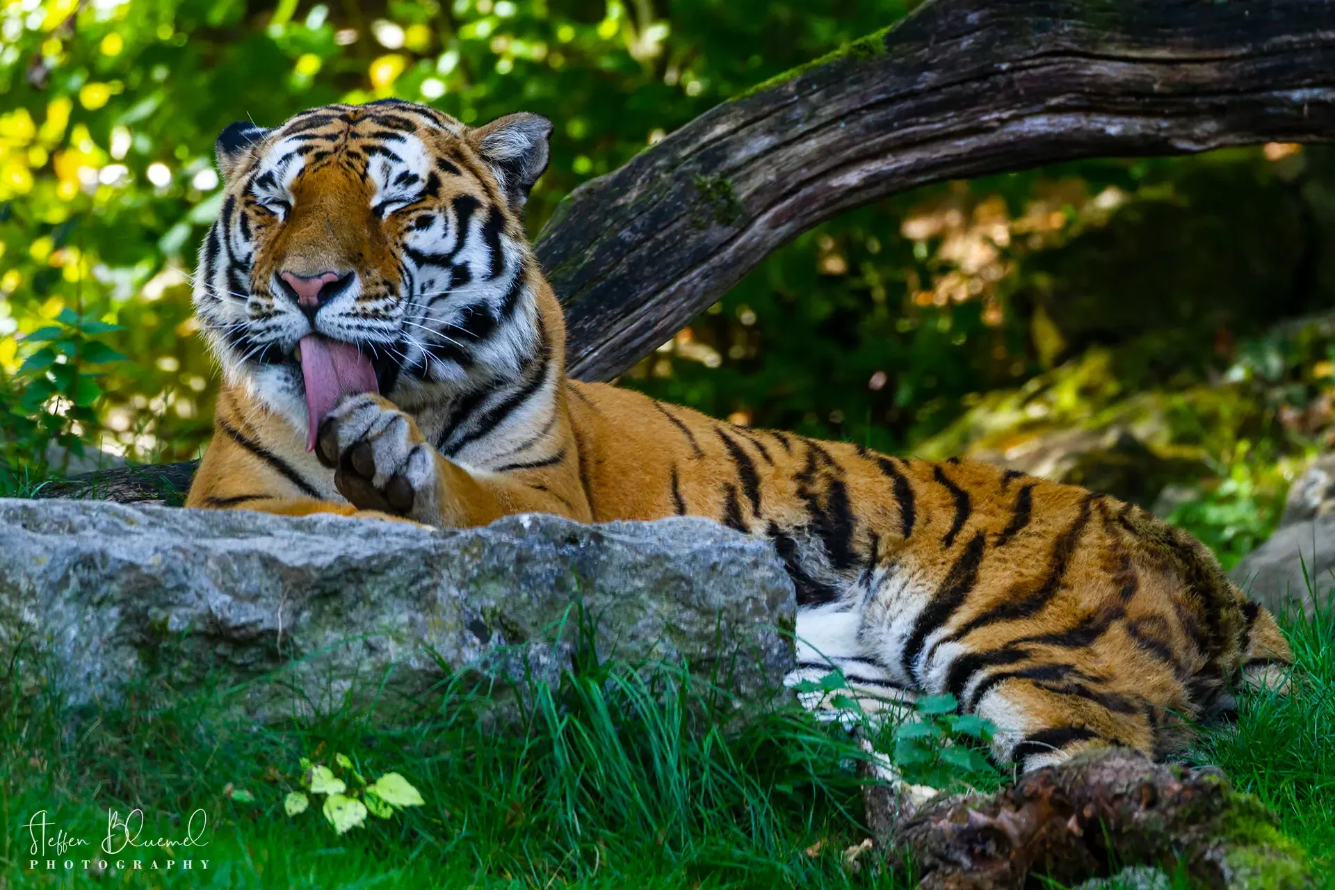 Amurtiger  Zoo Zürich