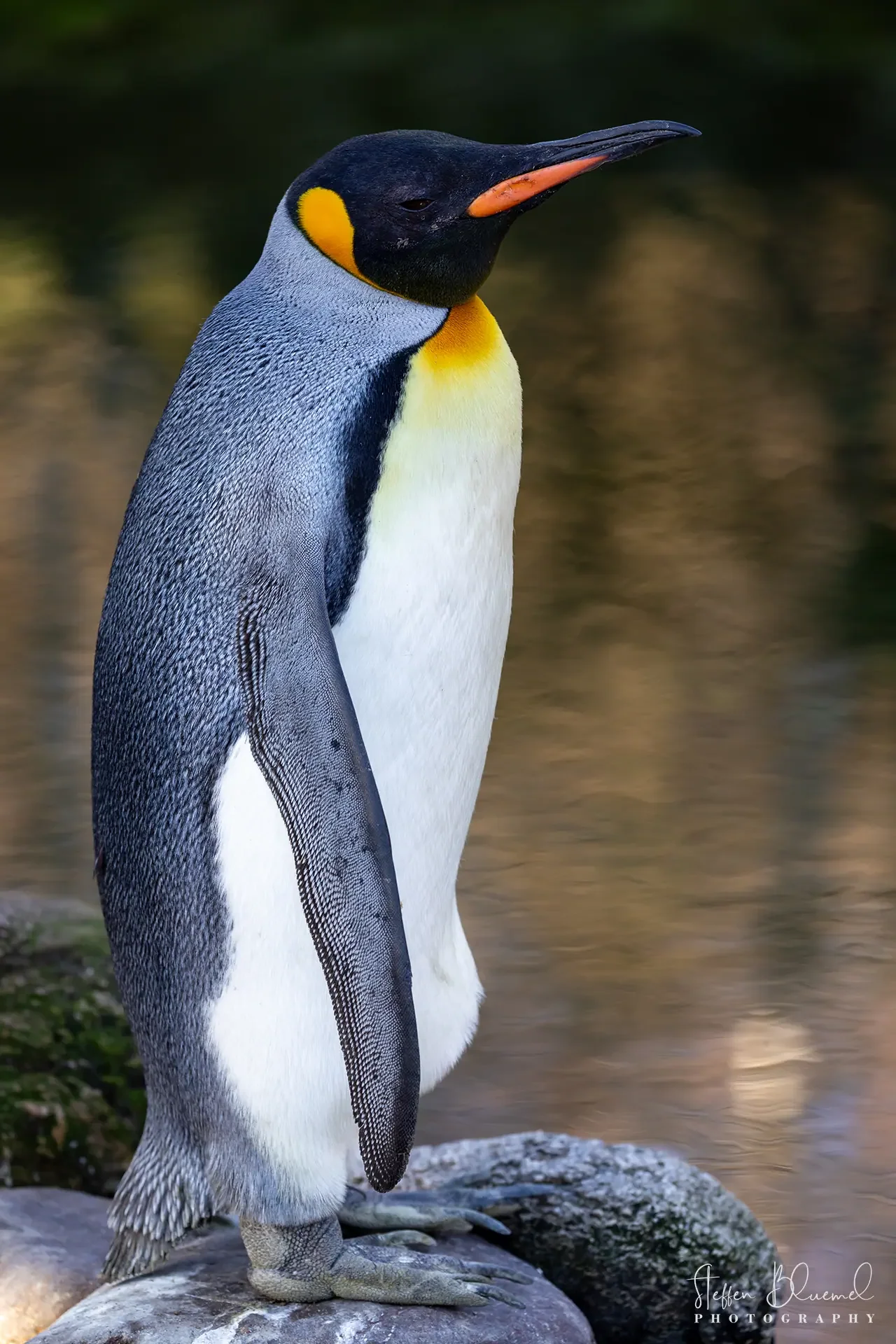 Königspinguin  Zoo Zürich
