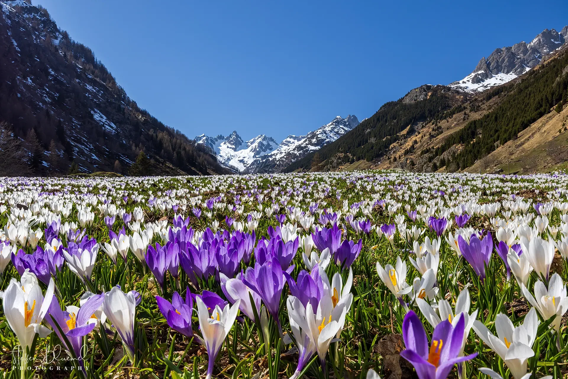 Blütenzauber im Frühling