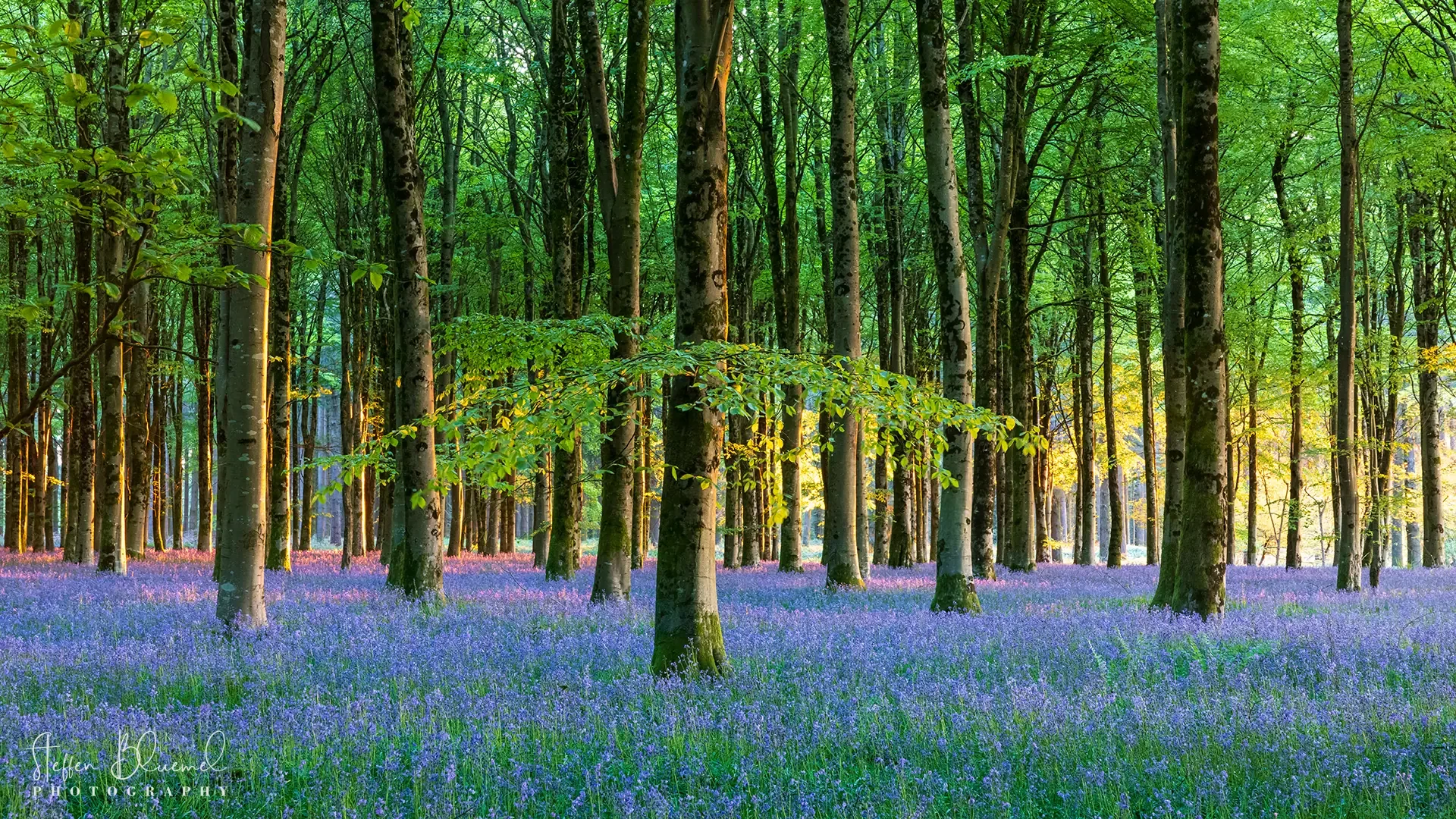 Bluebell Woods 2  Dorset / UK
