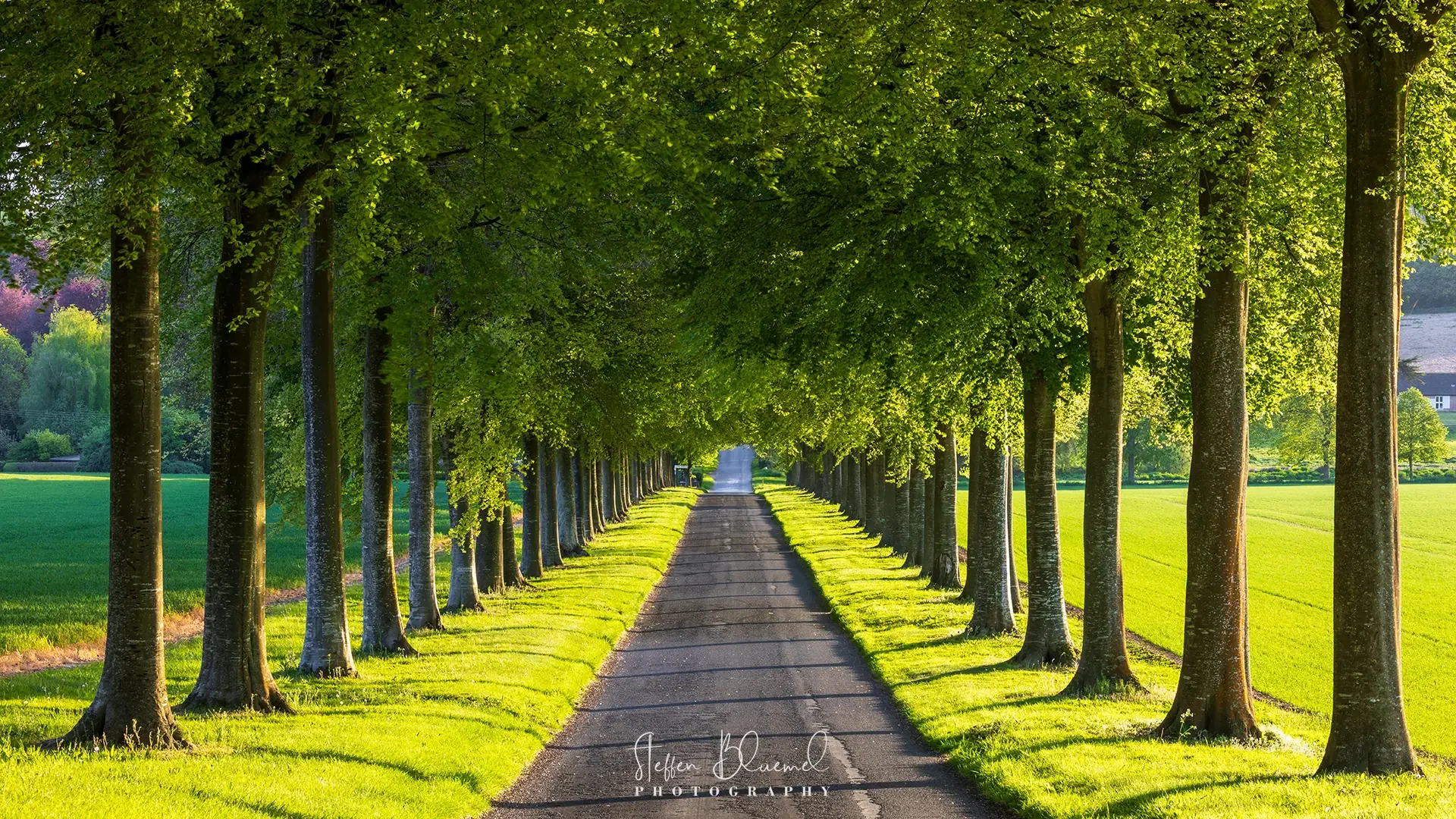 Tree Avenue  Dorset / UK