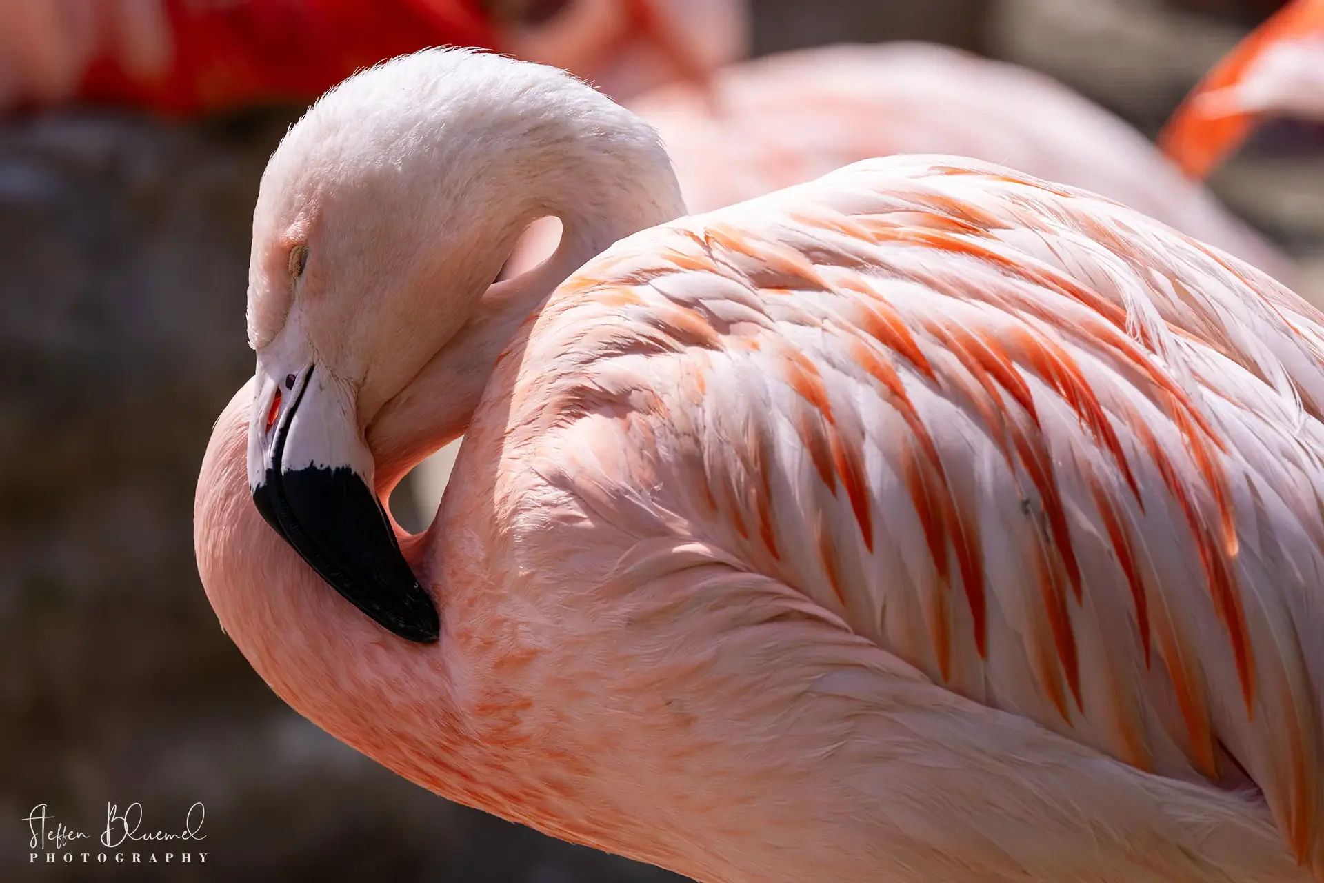 Chileflamingo  Zoo Zürich